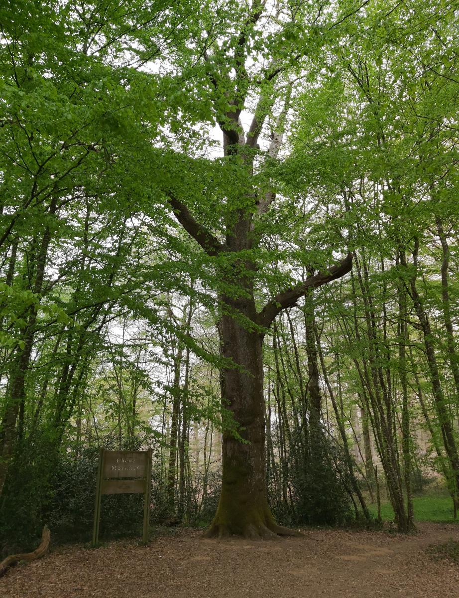 arbre remarquable tours